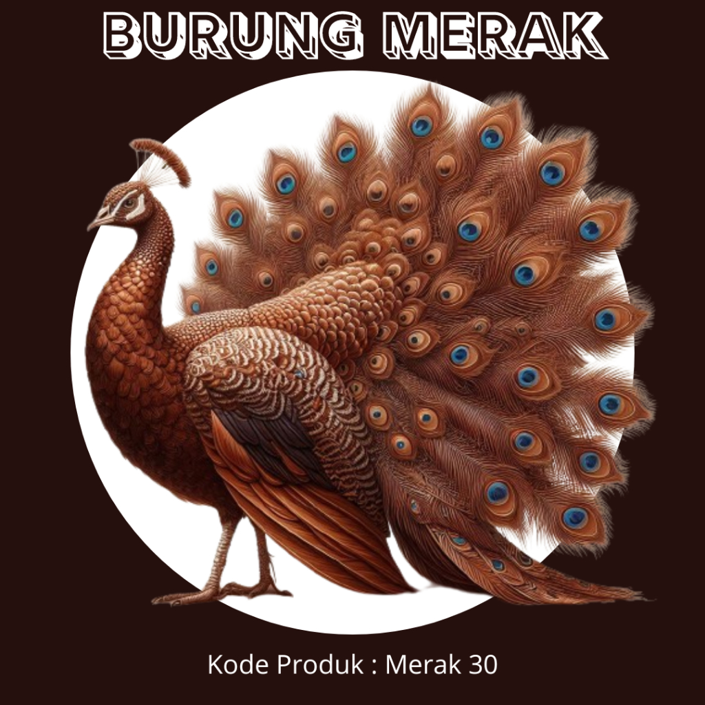 BURUNG MERAK COKLAT MEWAH // HIASAN SESERAHAN // HIASAN BUKET