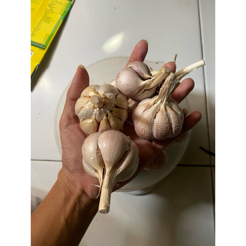 

Bawang Putih Kating