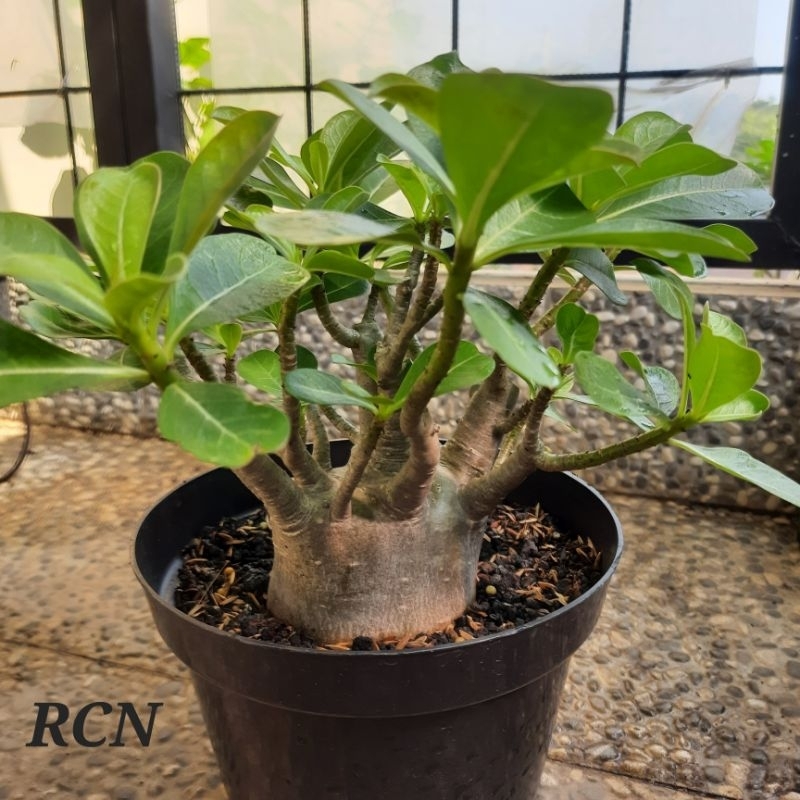 Adenium Arabicum Black RCN Prokar Tahap 2