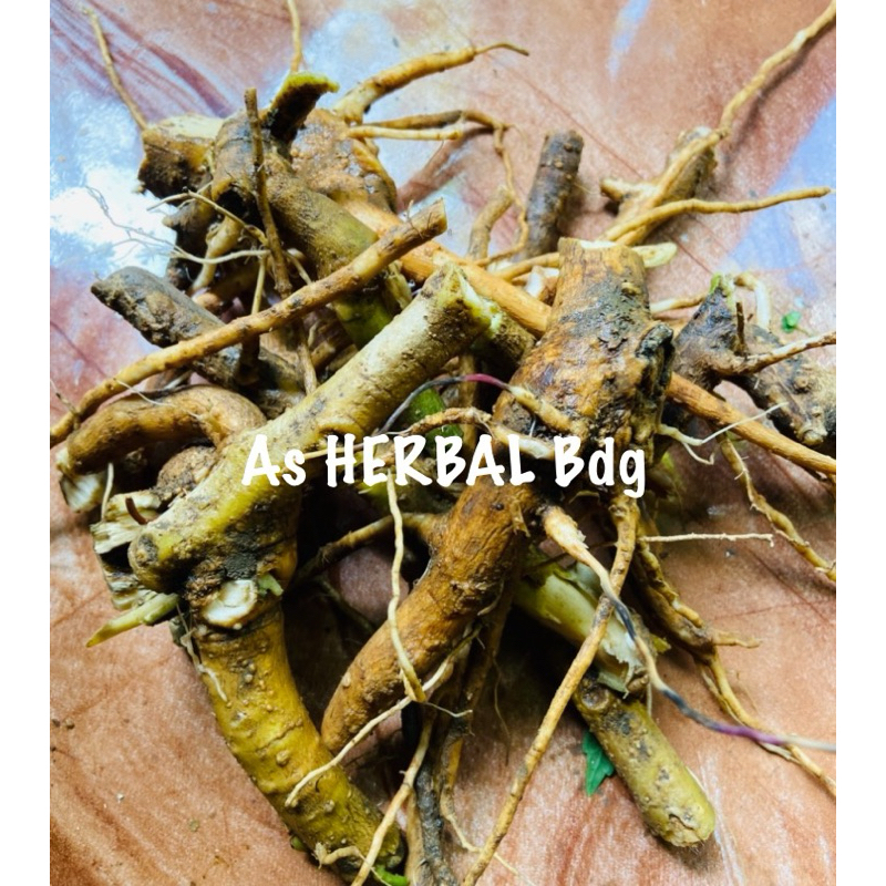 

Jual akar kecubung akar daun kecubung segar 500 gram