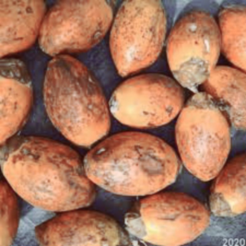 

buah pinang tua/jambe tua/jebug kering, untuk obat herbal terbaik