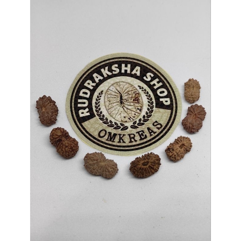 17 mukhi rudraksh small size a quality