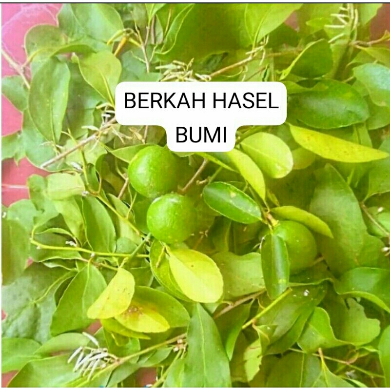 

250 g Daun benalu/mladean yg tumbuh di pohon jeruk fres baru di petek