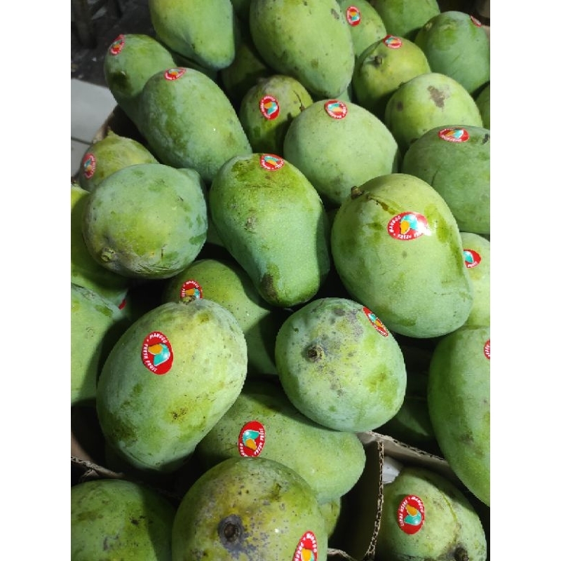 

BUAH MANGGA HARUMANIS 1KG / MANGO FRUIT / JAMIN SEGAR