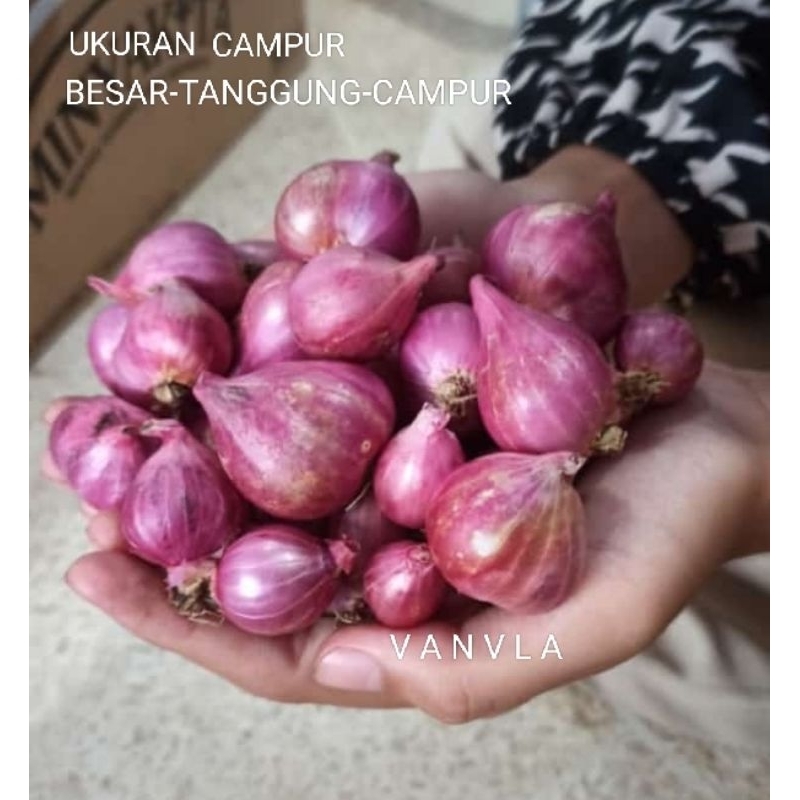 

PROMO BAWANG MERAH UK BESAR TANGGUNG KECIL / BAWANG MERAH SUPER KERING