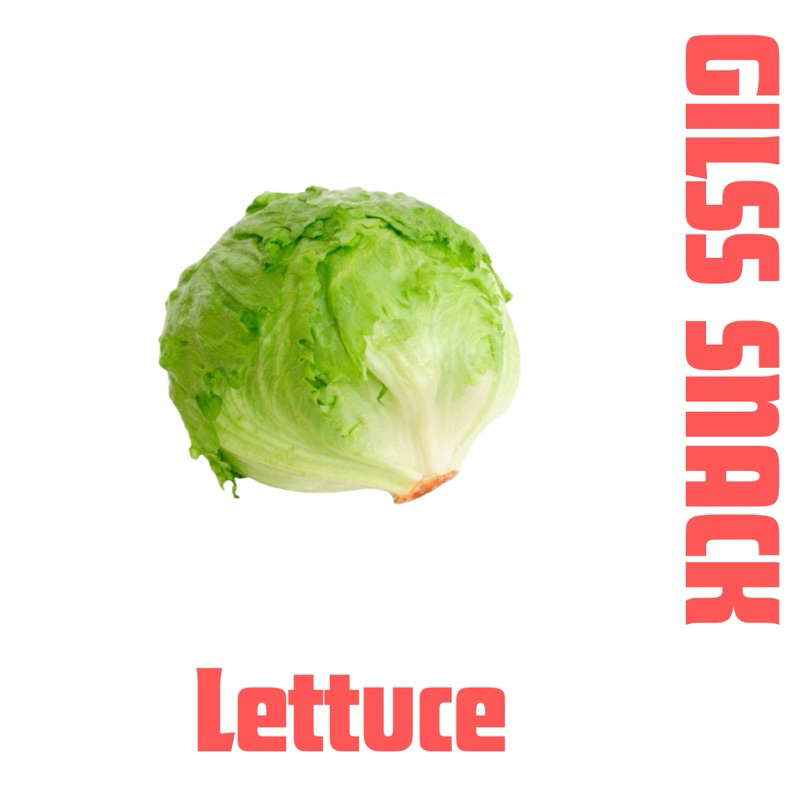 

TERMURAH Lettuce Head (Iceberg) Selada Bokor 1 kg PENGIRIMAN H+1 untuk kebab Selada Kebab Burger selada Selada shawarma READY