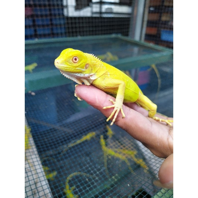 Mainan Iguana Albino Baby