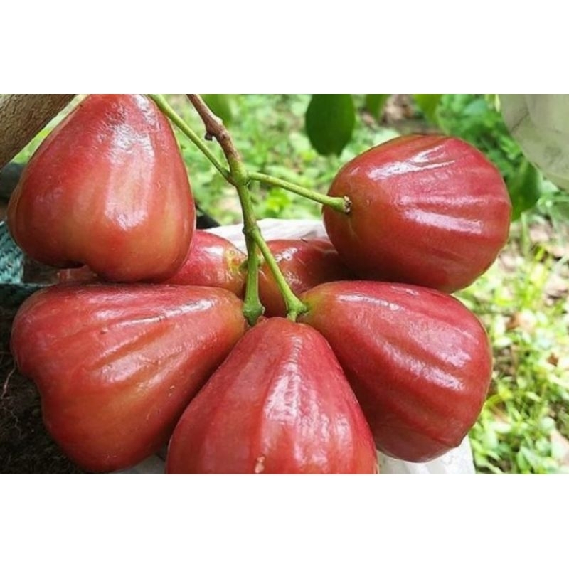 bibit jambu air cincalo merah