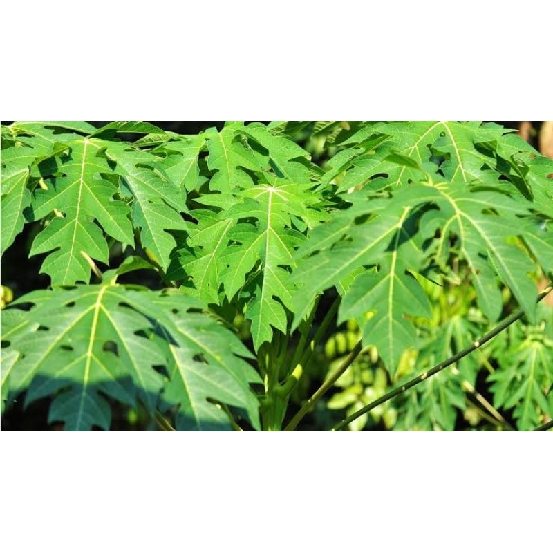 

DAUN PEPAYA Tua 12lembar