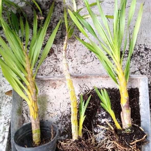 anggrek tebu/ Grammatophyllum speciosum JUMBO