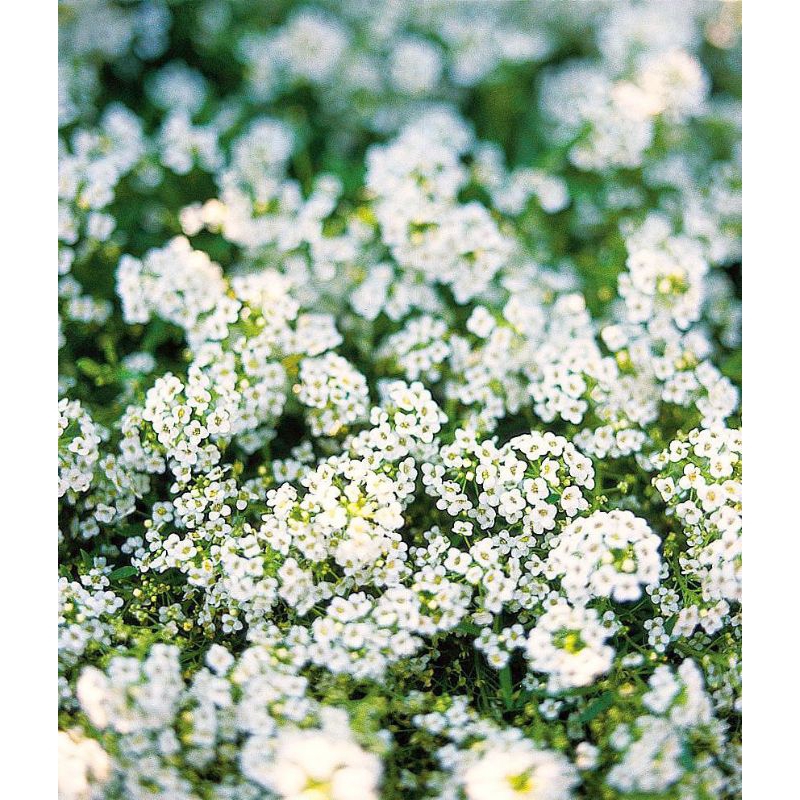 3 Benih Bibit Biji Bunga sweet Alyssum