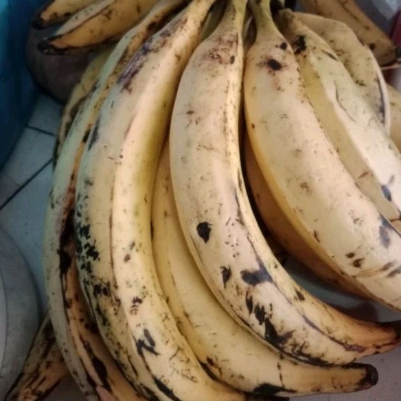 

BUAH PISANG TANDUK SUPER MANIS 1 PCS