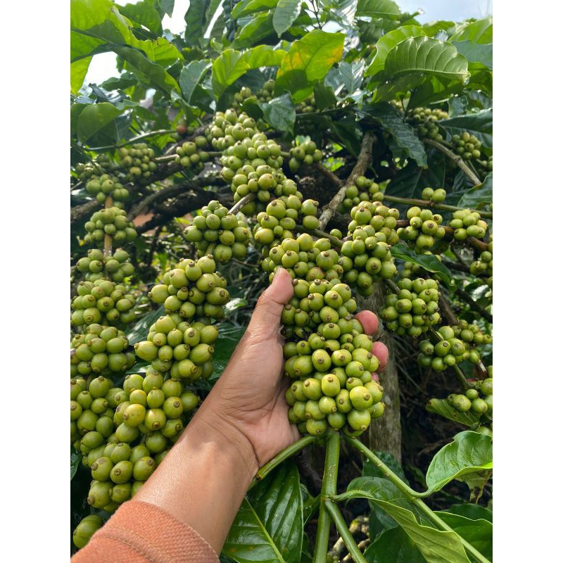 Bibit Semai Kopi Robusta Klon Bagio (500 grm)