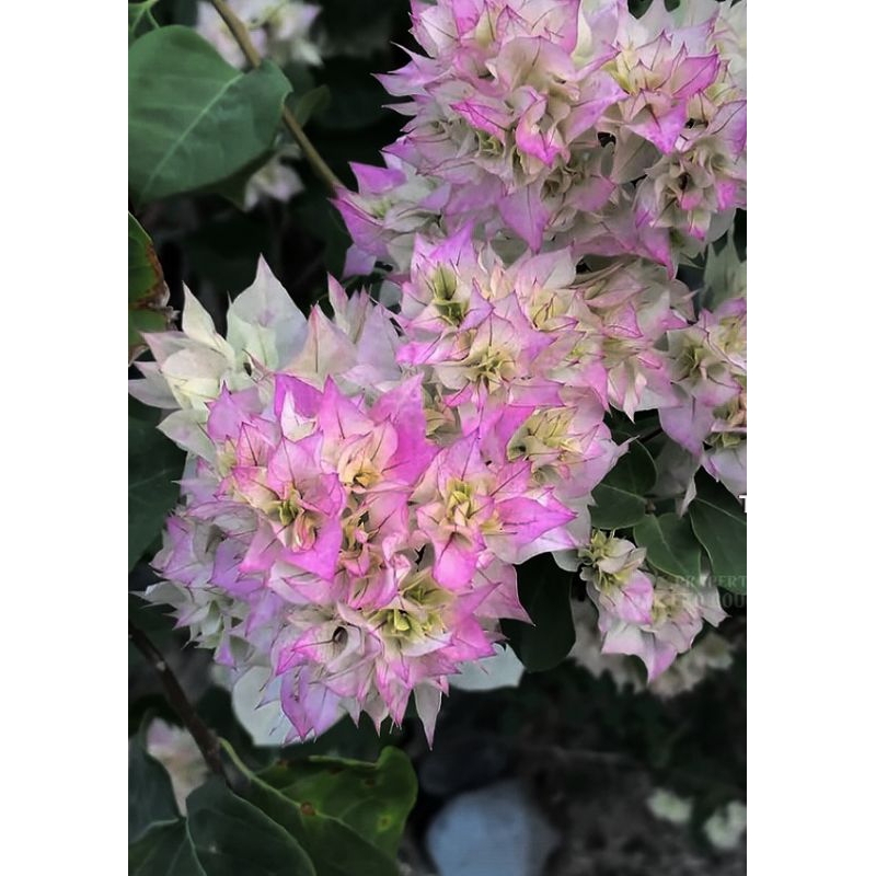 Tanaman hias bougenville hawai cherry blossom