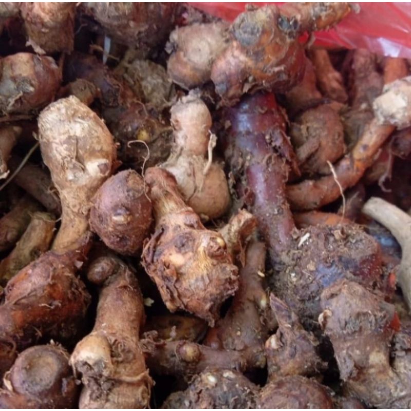 

Temu kunci segar 1 kg