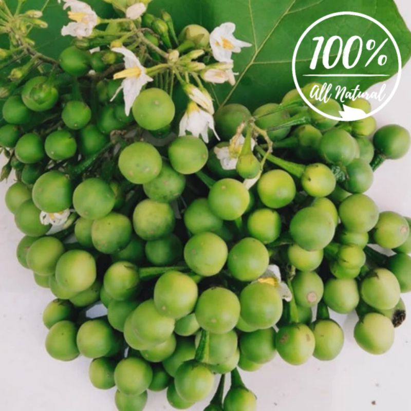 

Baru Buah Tekokak Cepokak Segar Isi Per 1 Kg