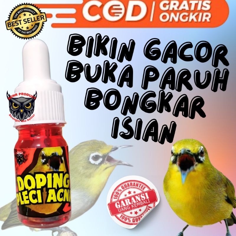 DOPING PLECI ACNR DOSIS TINGGI DOPING BURUNG PLECI