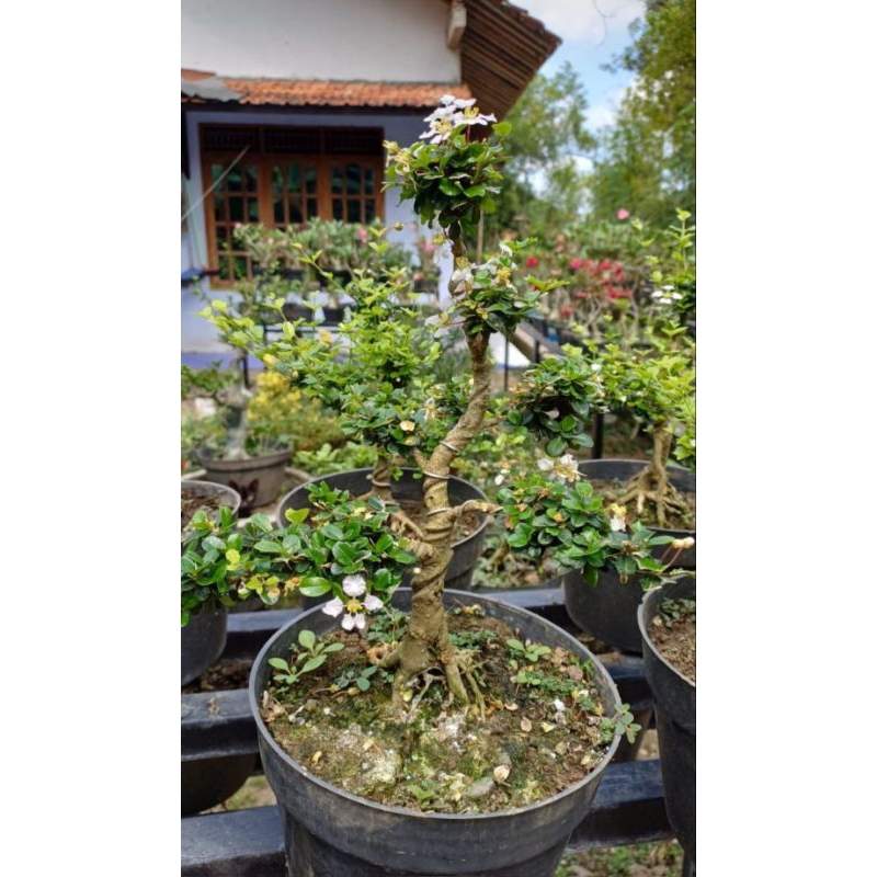 Bahan Bonsai Mirten Duri
