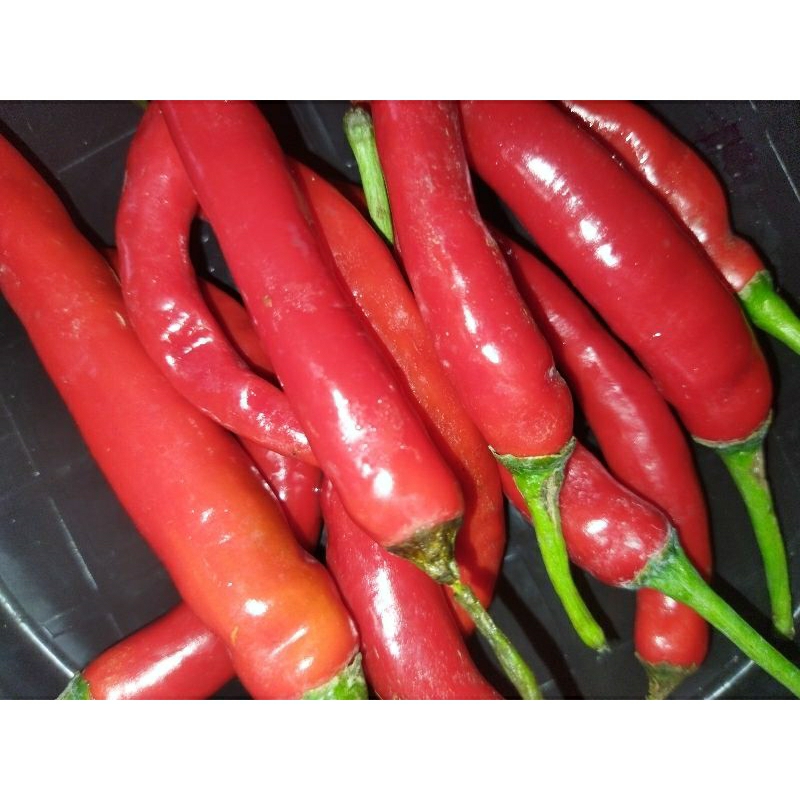 

cabai merah besar murah fresh
