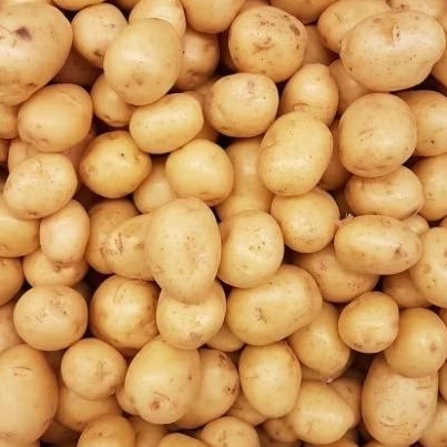 

Baby Potato | Silahkan chat admin untuk stock yaa | Green Garden | hammysnotes