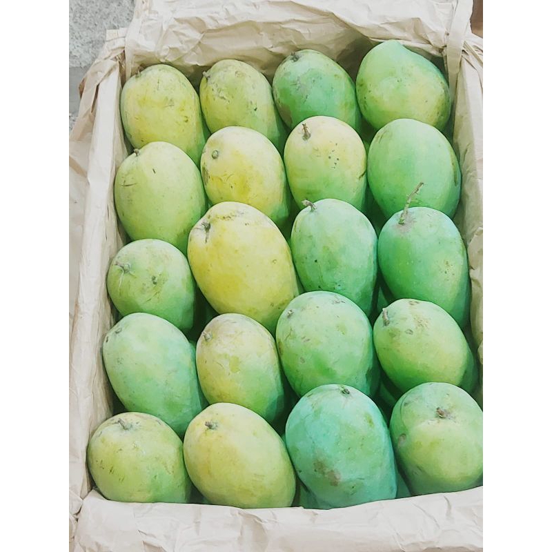 

mangga harum manis Jepara