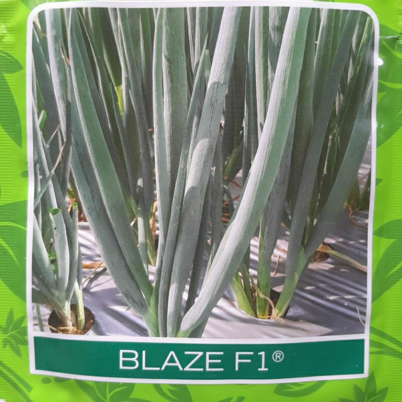 25 butir benih daun bawang blaze cap panah merah repacking