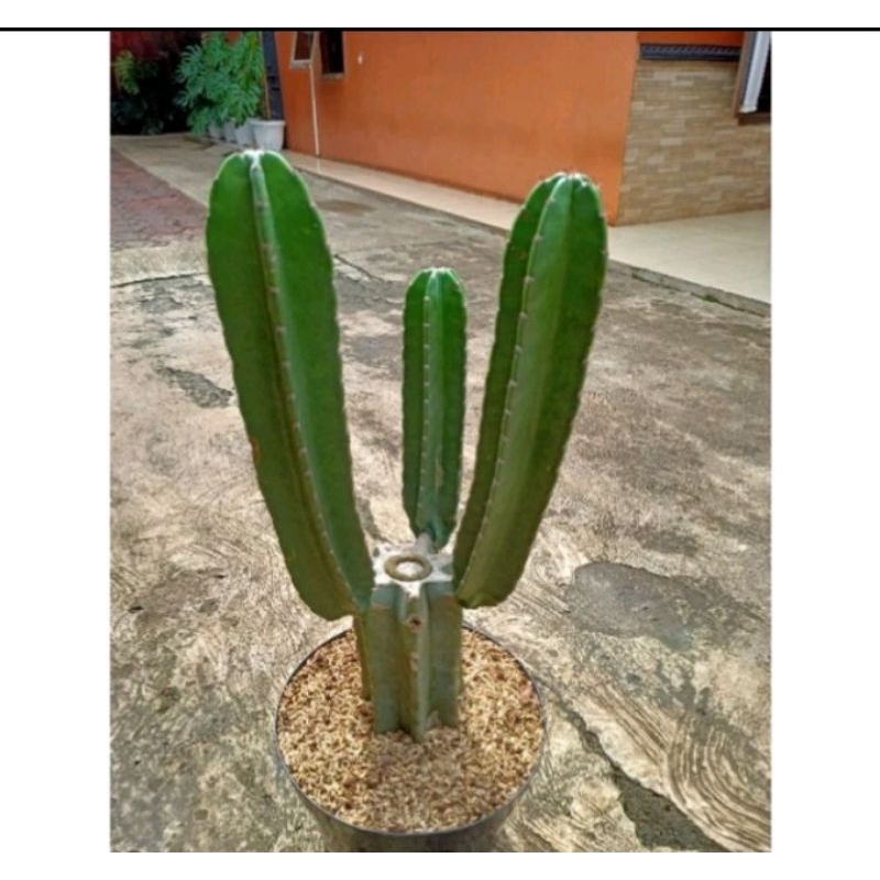 (BISA COD) Tanaman Hias Kaktus Koboi Bercabang / Kaktus Bercabang / Cactus koboi