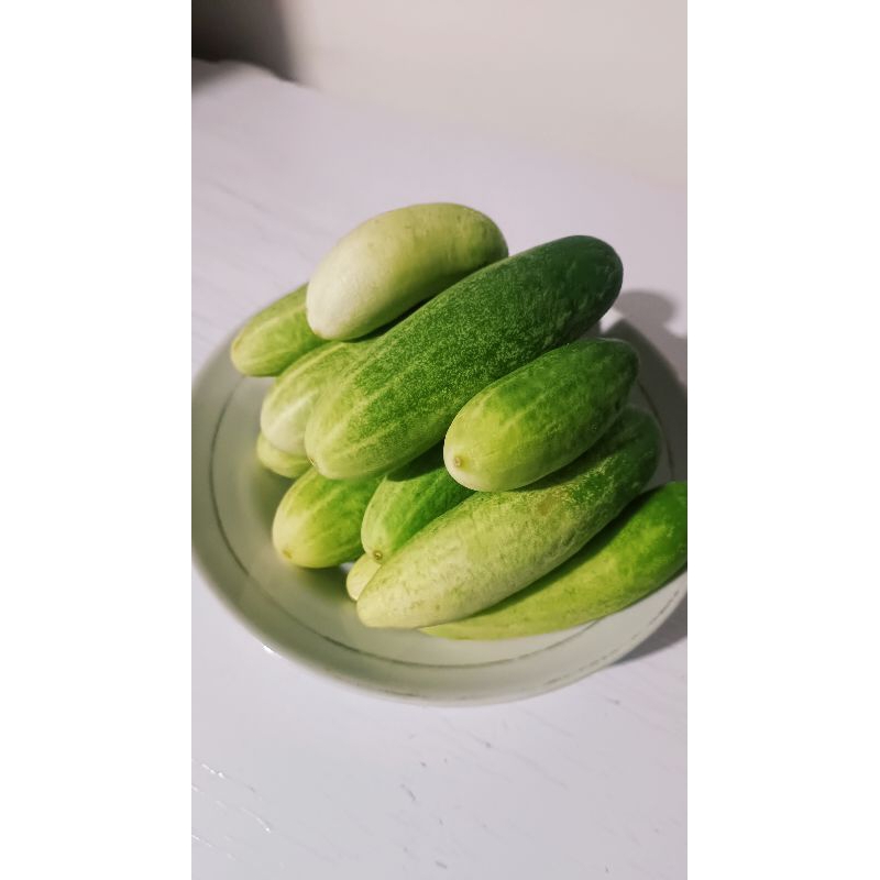 

Timun Baby Kecil Sayur Segar Pontianak