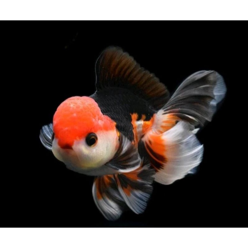 Ikan Hias Mas Koki Oranda Baby 3ColourBlackgoldPanda Grade Fancy Quality KODE Z6G3