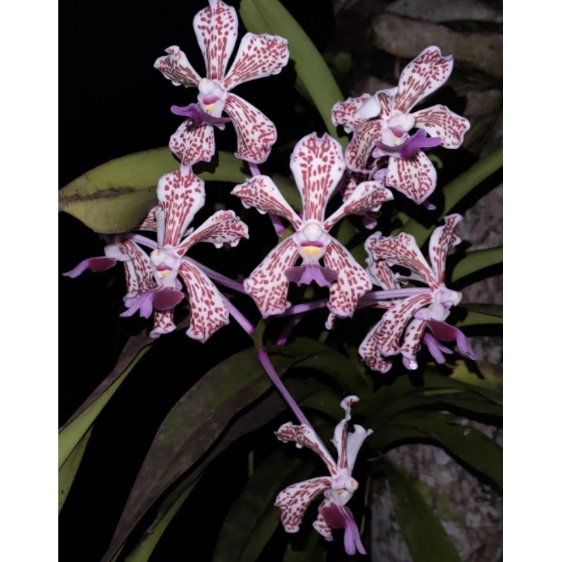 Anggrek Vanda Tricolor