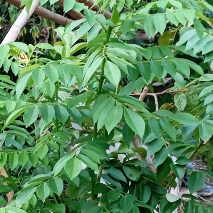

Daun gamal segar petik langsung paket 500 gram