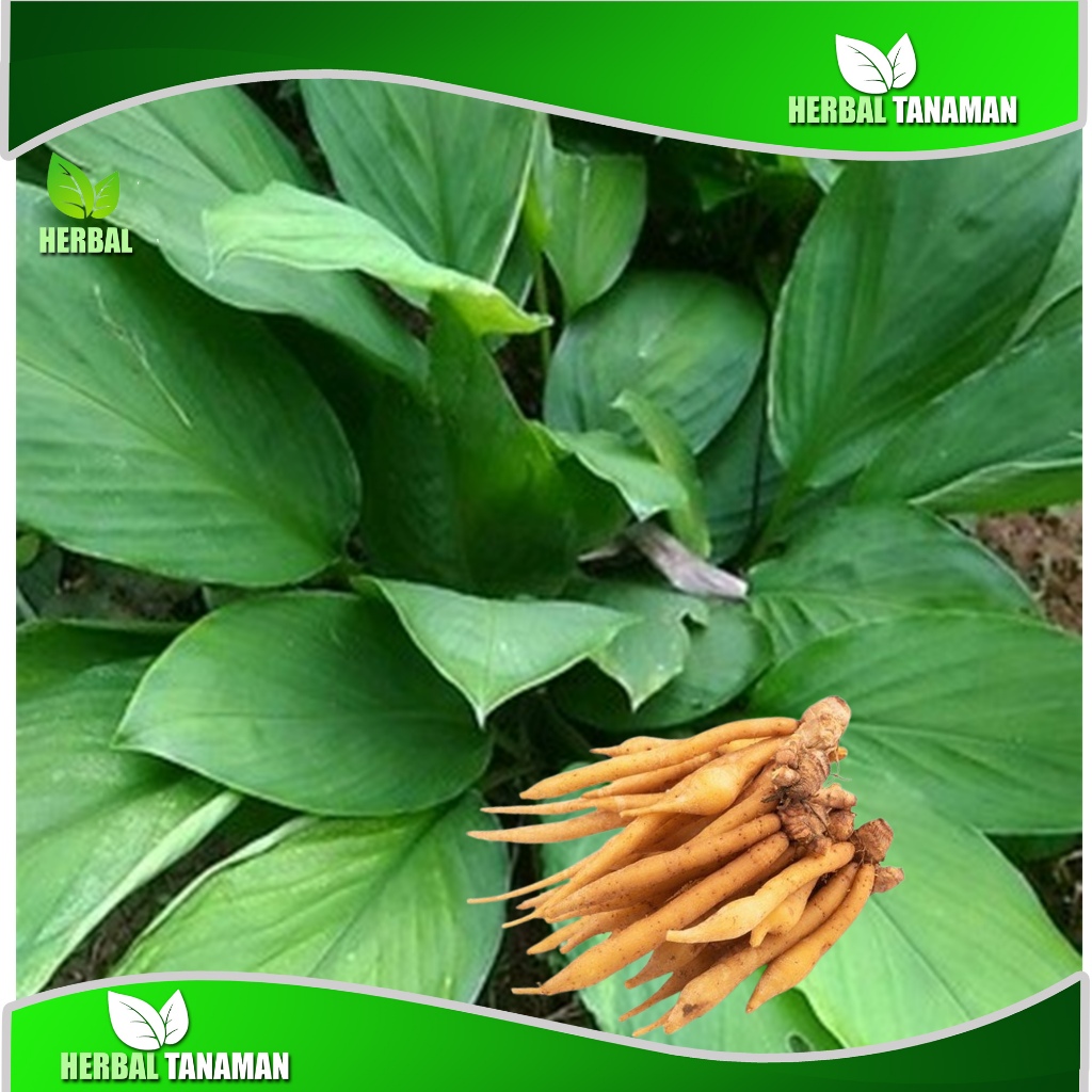 

Ready daun temu kunci segar fresh 1 kg