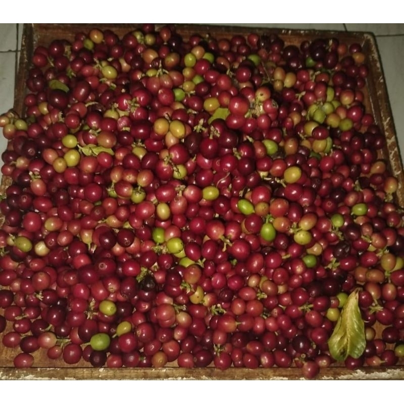 

Kopi Arabika Kintamani