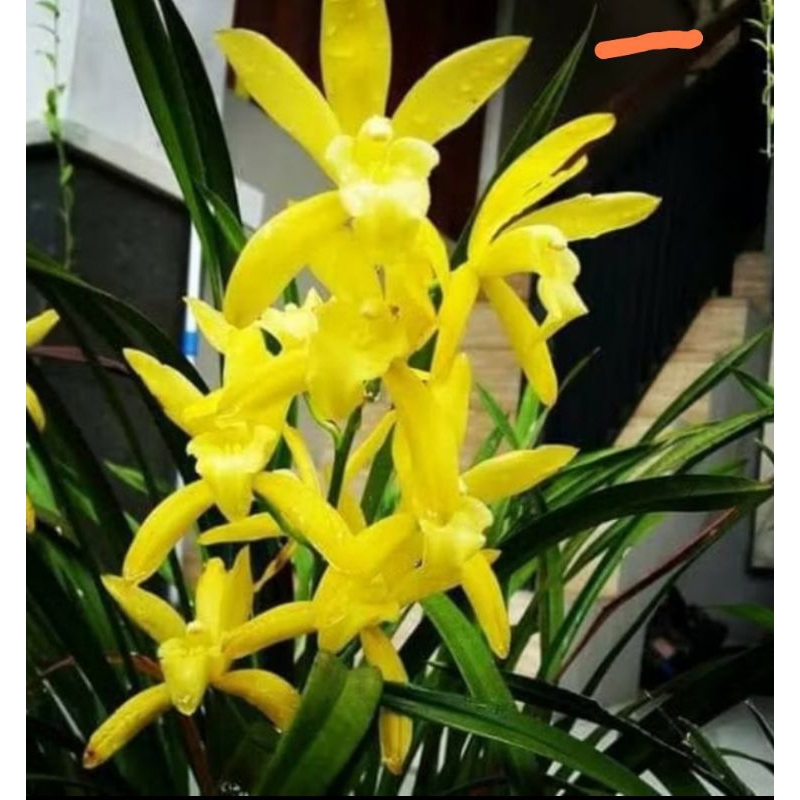 Anggrek tanah cymbidium golden boy