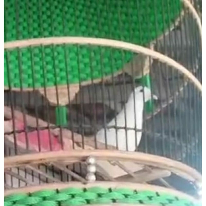 PERKUTUT PUTIH LURIK MATA MERAH DEWASA JANTAN GACOR KHUSUS GOJEK/GRAB/SHOPEE INSTAN