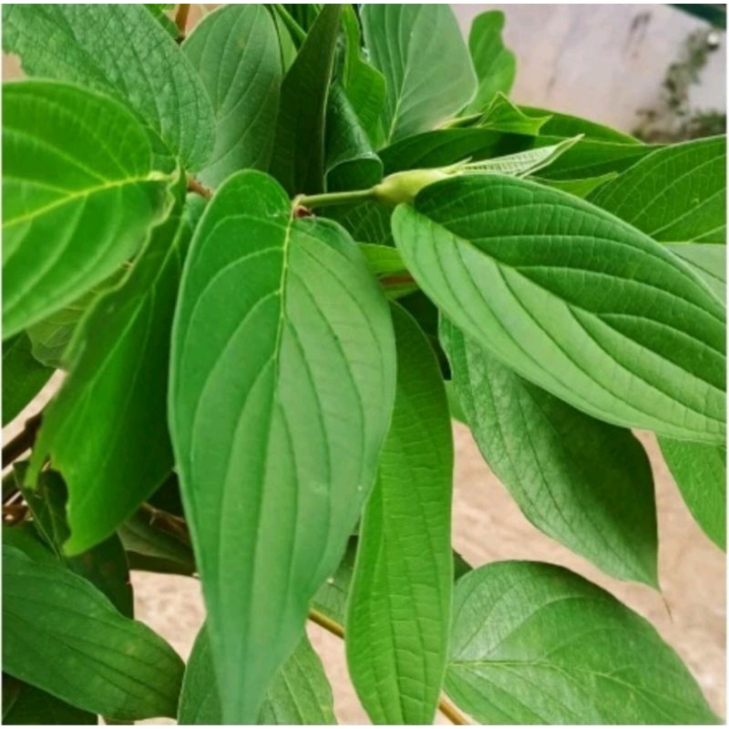 

50 Daun Herbal Sirih Hutan