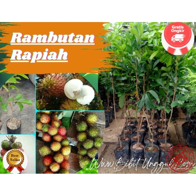 Bibit Rambutan Rapiah Okulasi/Stek