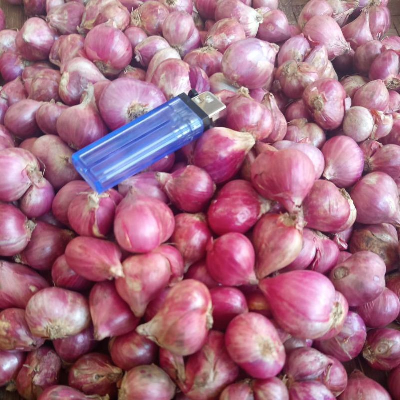 

bawang merah probolingo 1kg kwalitas super