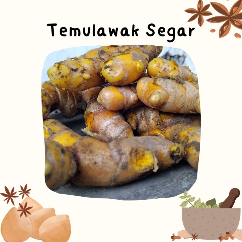 

Temulawak Segar 1 kg | Temulawak Jamu | Herbal