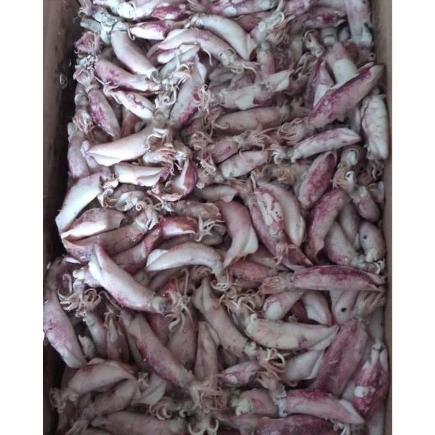 

Cumi sotong kering murah / ikan asin