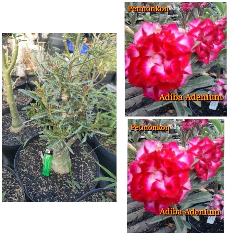 Adenium Grafting Size D+ "Petmonkon"