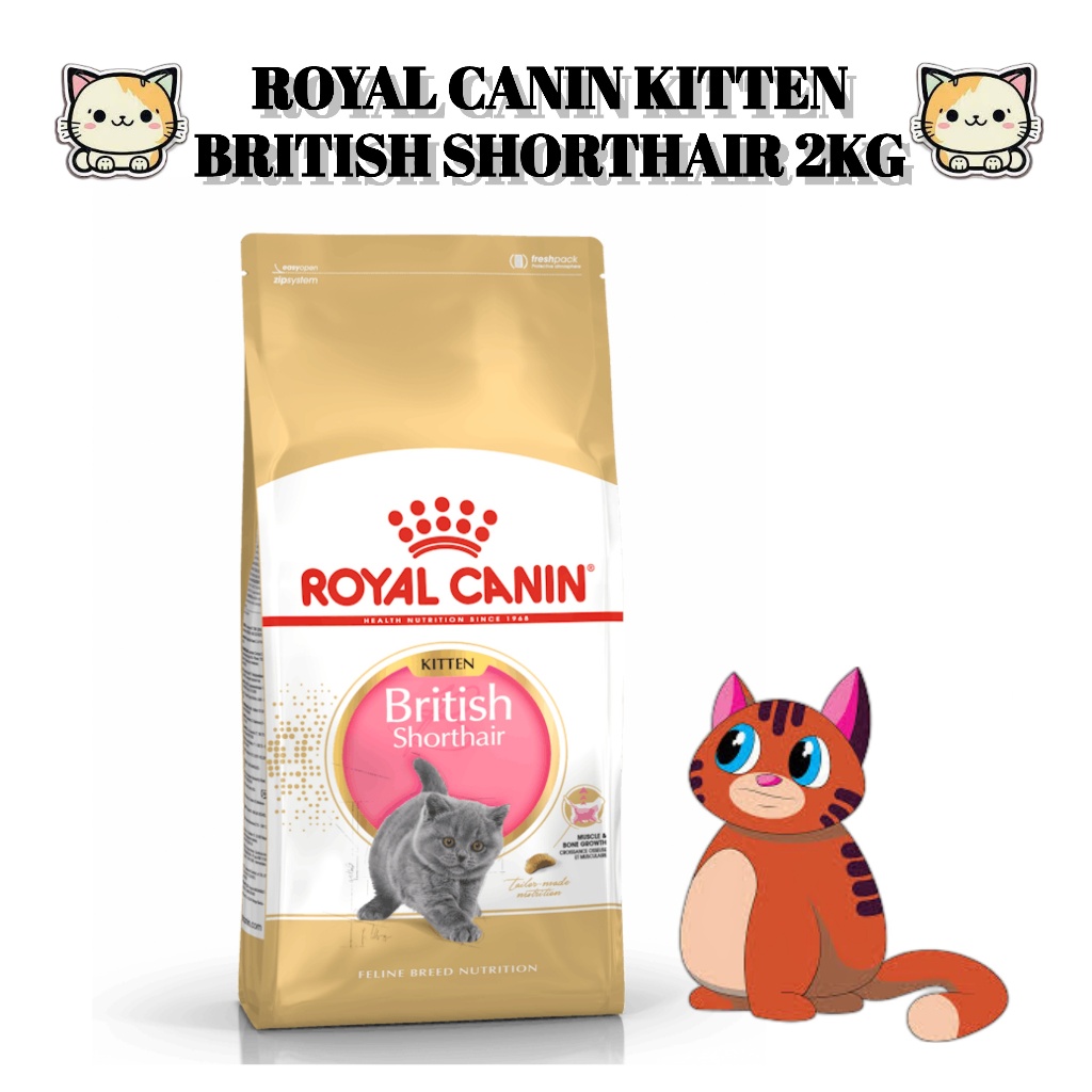 Royal Canin Kitten British Shorthair 2kg Makanan Kucing Short Hair BSH