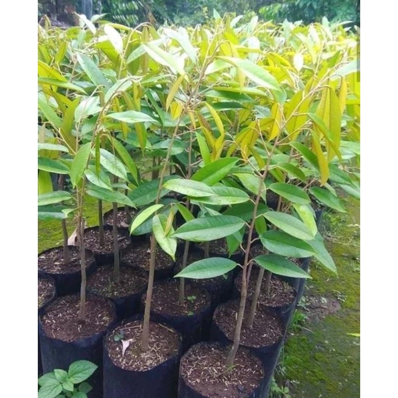 BIBIT TANAMAN DURIAN MERAH ASLI 100%