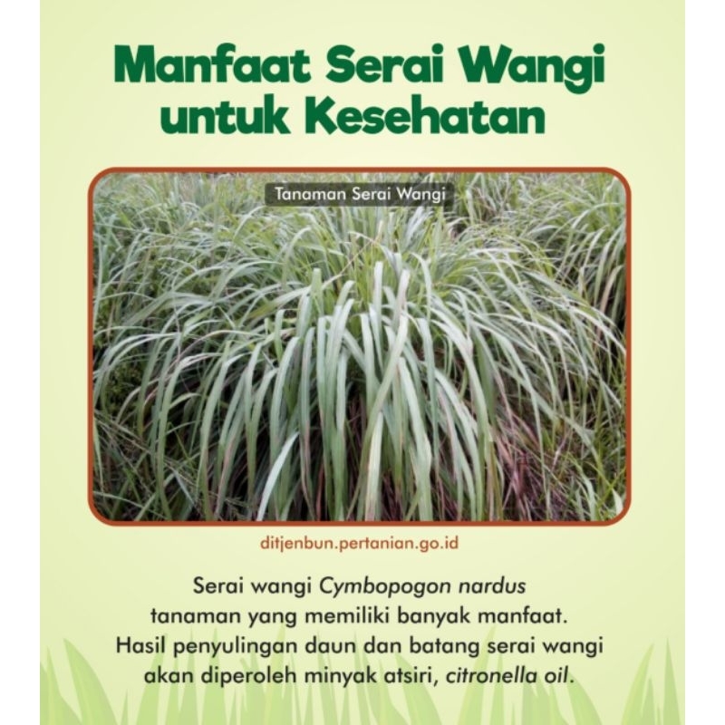 

sereh wangi - serai wangi herbal