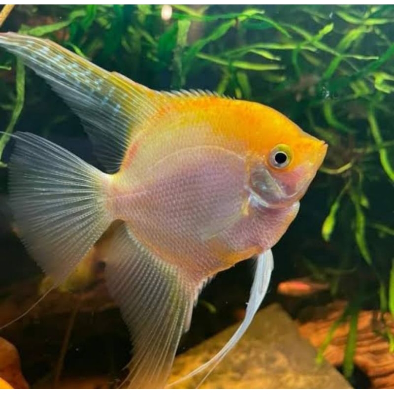 MANFISH GOLDEN SIZE INDUKAN SIAP BREED SIZE 4 JARI