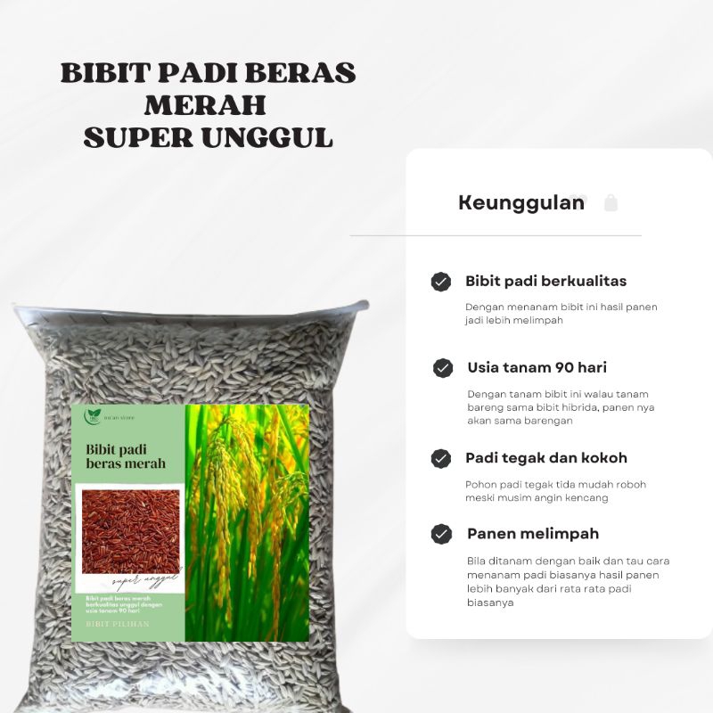 

BIBIT PADI BERAS MERAH SUPER UNGGUL USIA 90 HARI PER 500grm