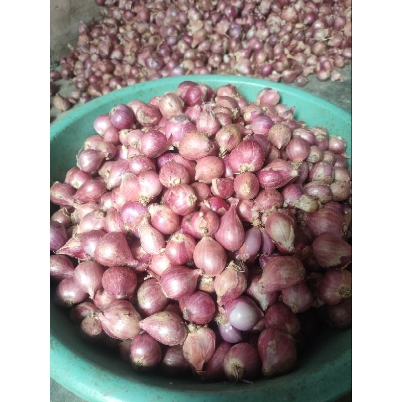 

promo bawang merah ukuran sedang harga 18000/kg