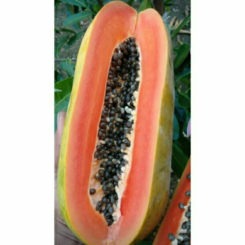 

PEPAYA KALIFORNIA 2KG