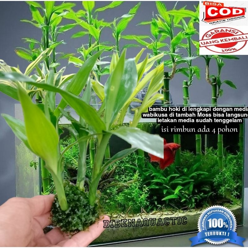 bambu hoki Sri rejeki di lengkapi dengan media tambah Moss pelia tanaman aquascape akuarium paludari
