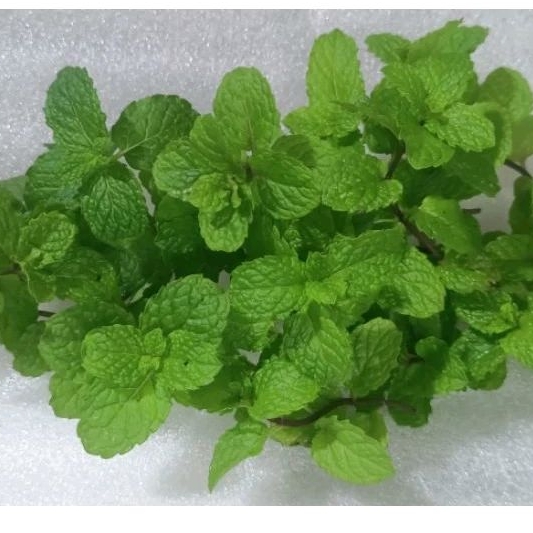 

Daun Mint Segar dari kebun mint